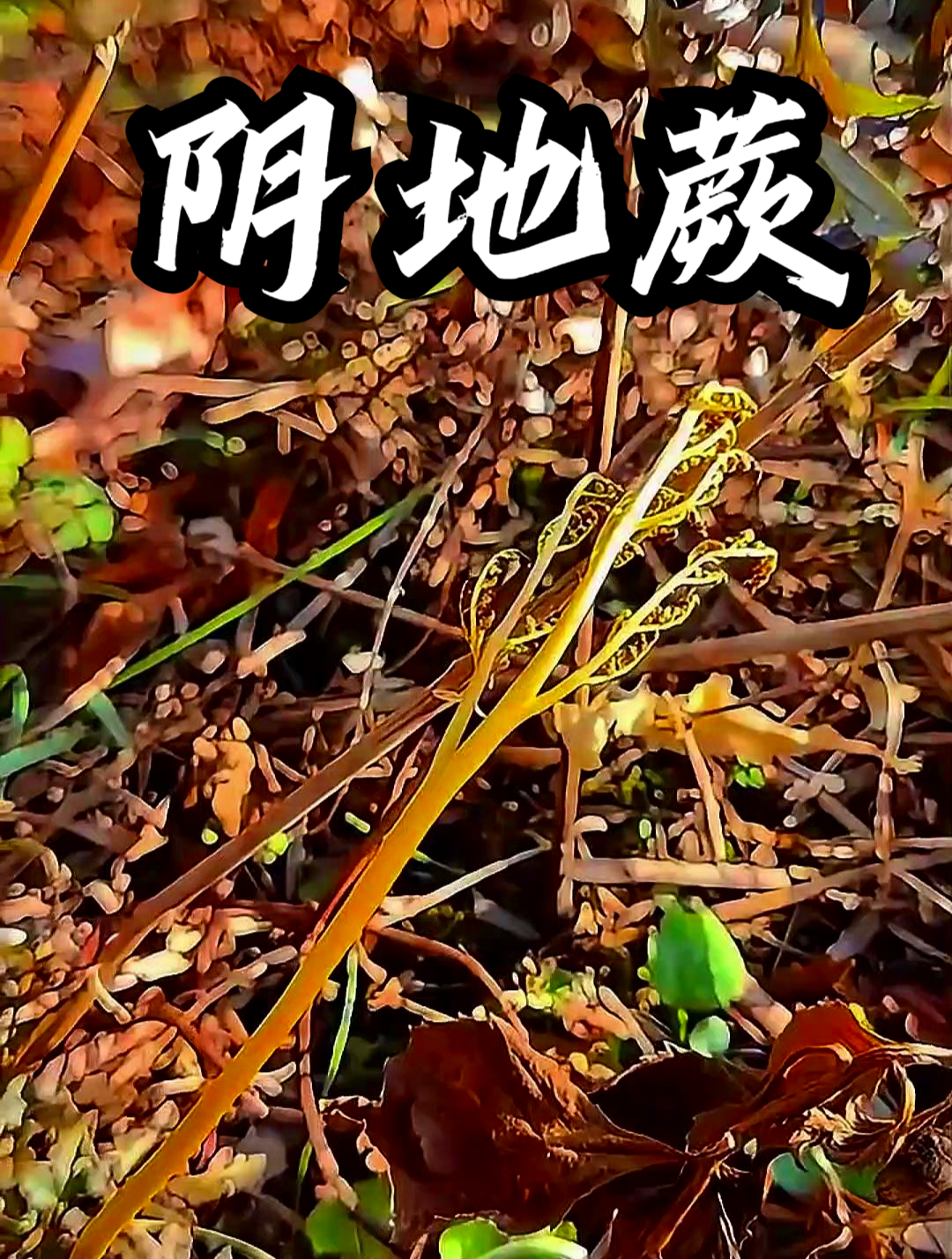 阴地蕨也叫独脚金鸡,用它煮水饮用,可以缓解小便不利