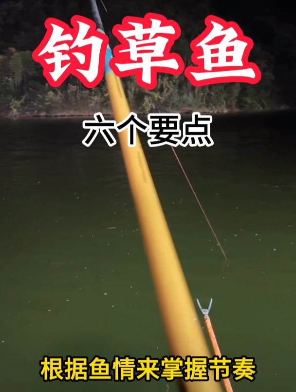 夏季钓草鱼的六个要点,大大提高中鱼率!