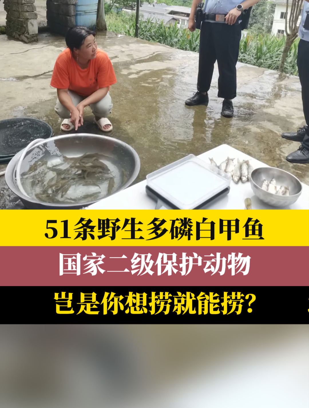 51条野生多磷白甲鱼国家二级保护动物岂是你想捞就能捞?