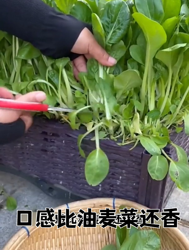 鸡毛菜不生虫,现在正当种植,割一次长一茬!