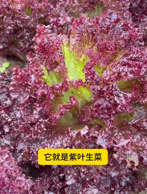 好吃不生虫,紫色生菜种一点,观赏食用两不误