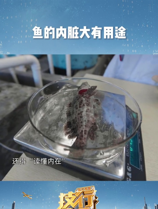 鱼的内脏大有用途,平常吃鱼怎没发现?原来鱼内脏还有“这”用!