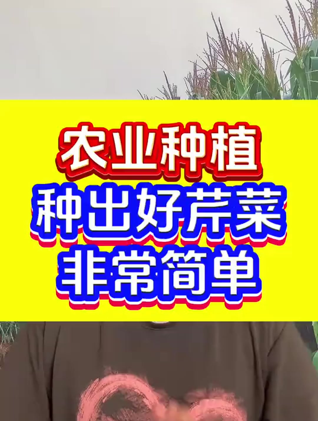 种芹菜只要方法用对了,您也可以种好芹菜