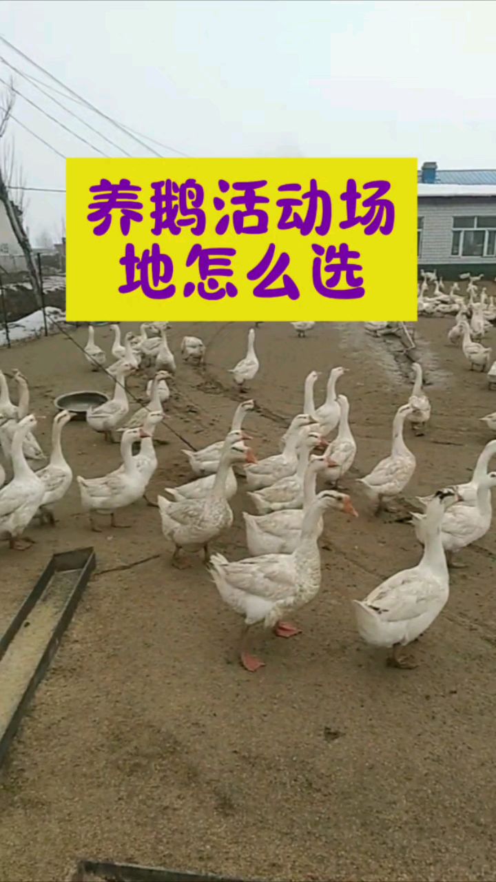 #养鹅人的生活#养鹅人必看