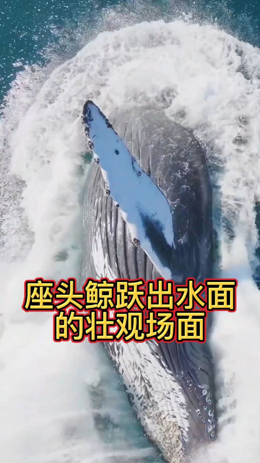 座头鲸跃出水面的壮观场面