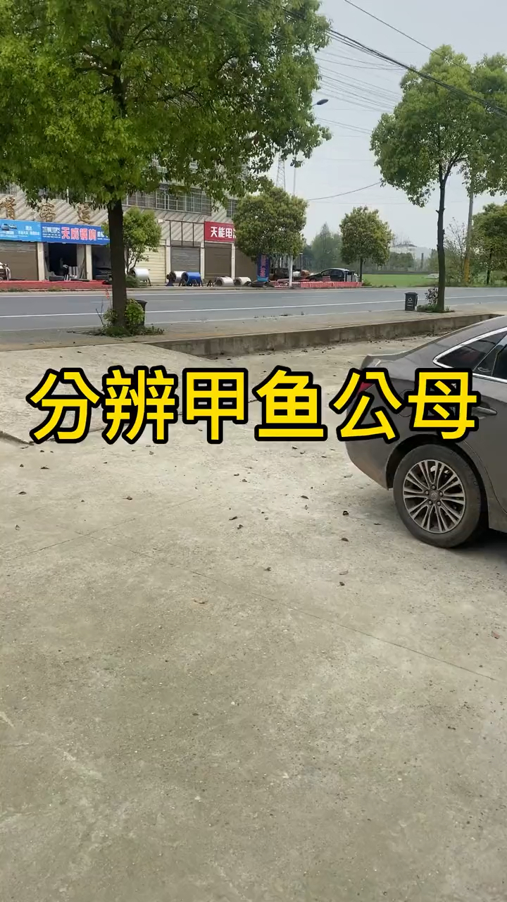 甲鱼到底怎么分辨公母?