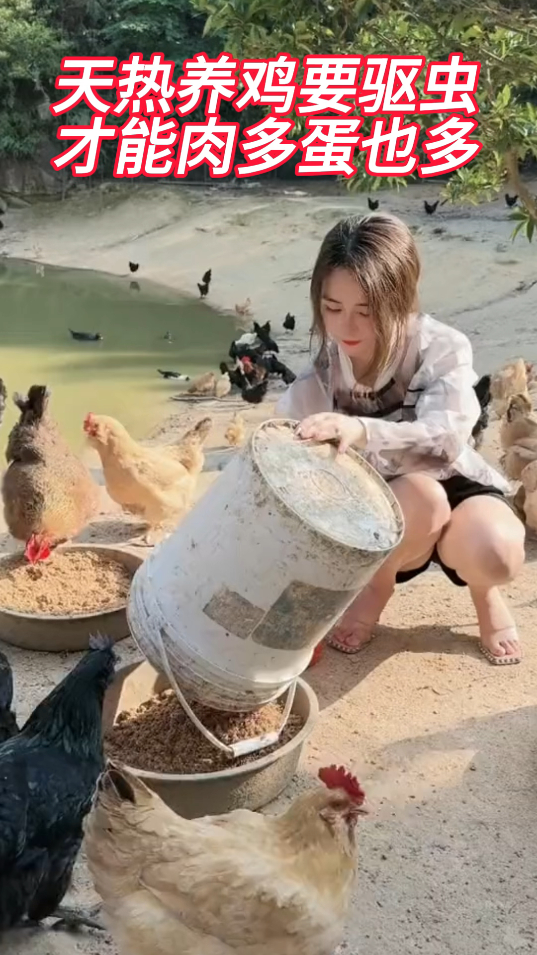 天热养鸡要驱虫,鸡鸭鹅才能肉多蛋也多