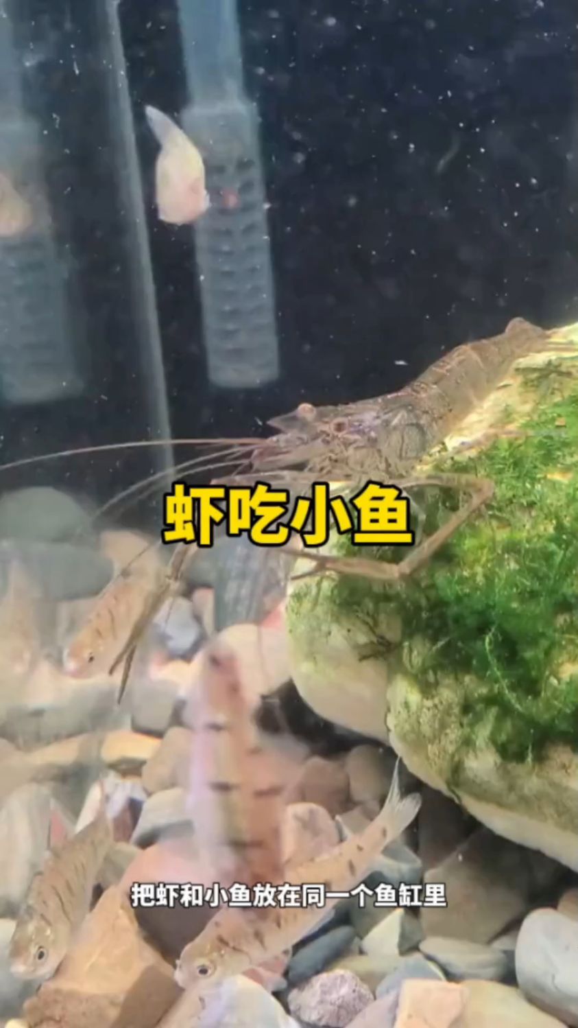 鱼缸里的小鱼被虾捕食