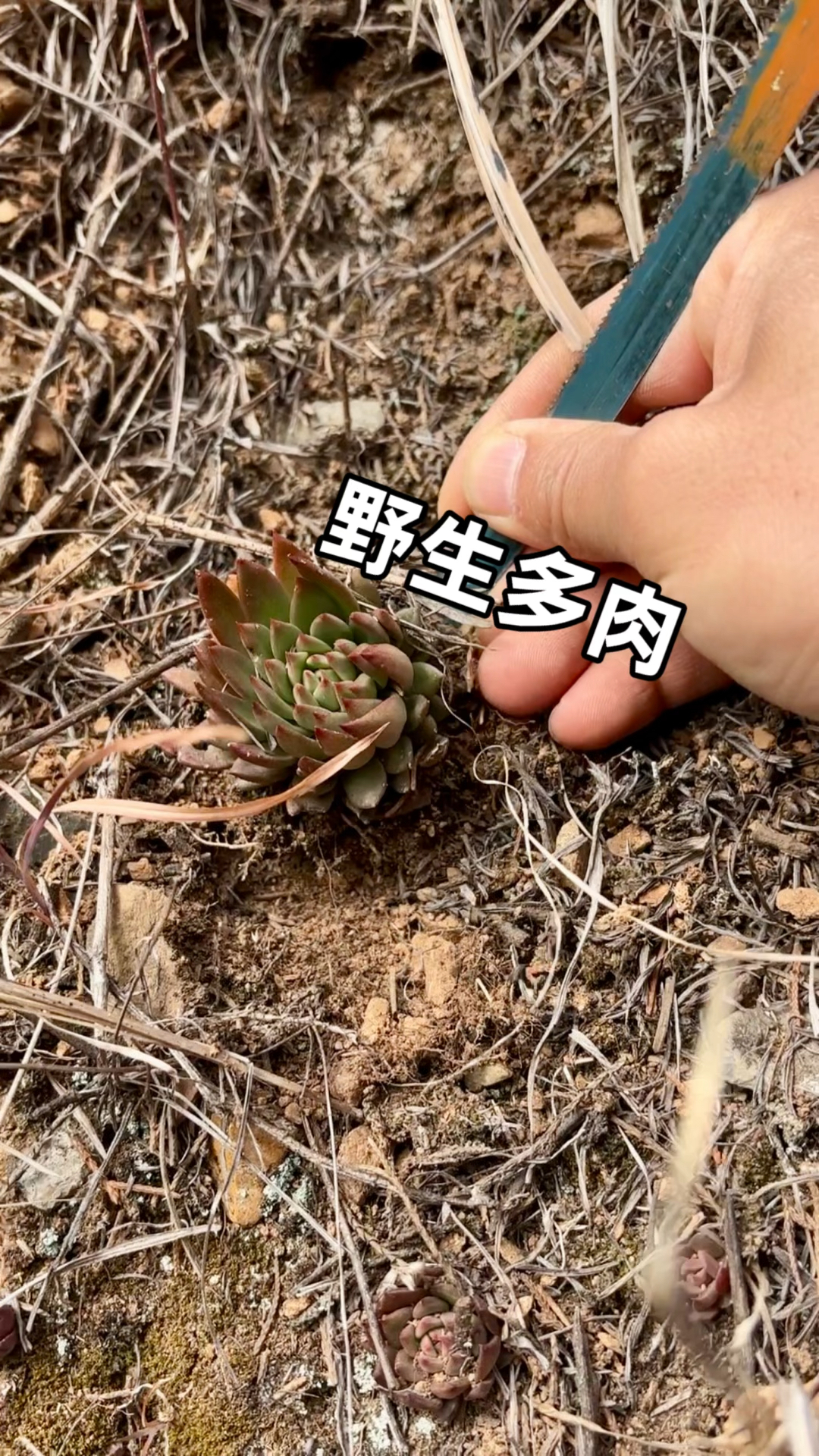 国内原生多肉瓦松