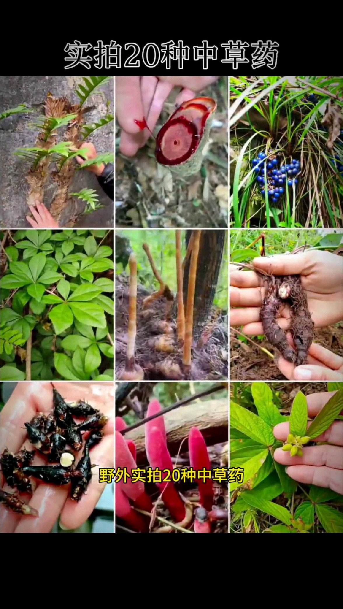 野外实拍20种中草药,看看你都认识吗?
