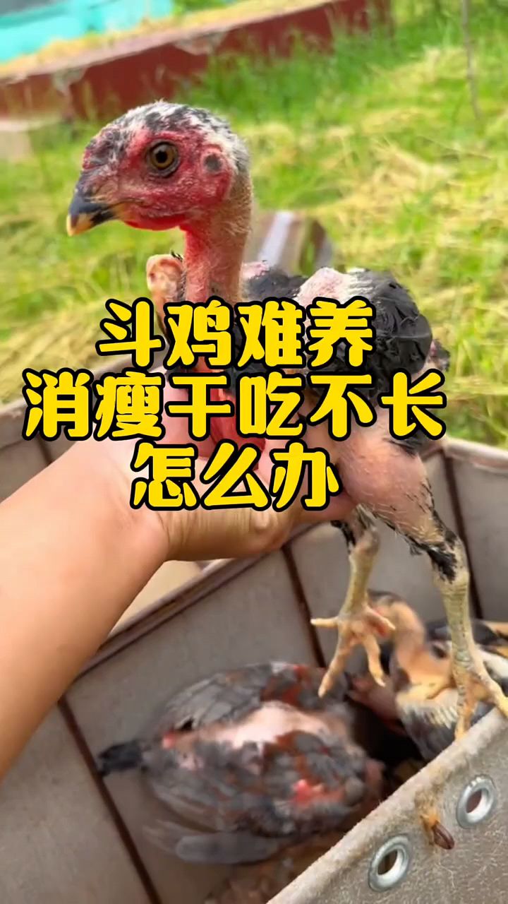 斗鸡干瘦干吃不长,教你一个方法