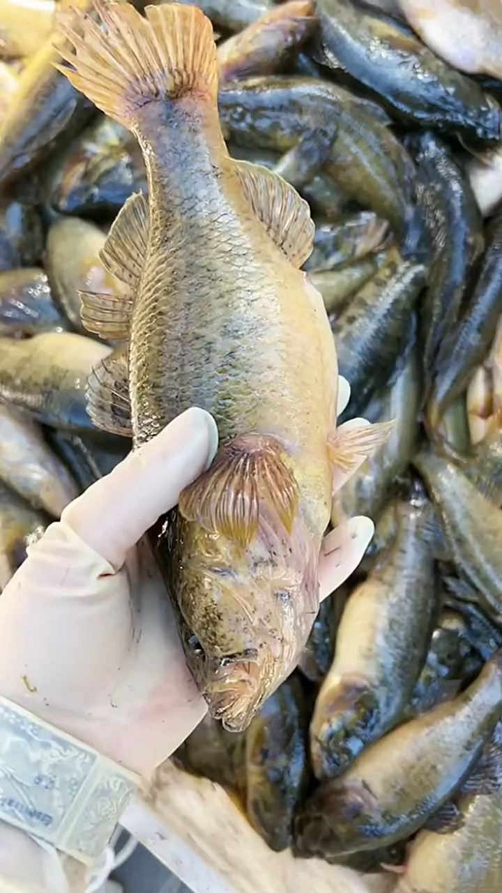 东北特大号的老头鱼