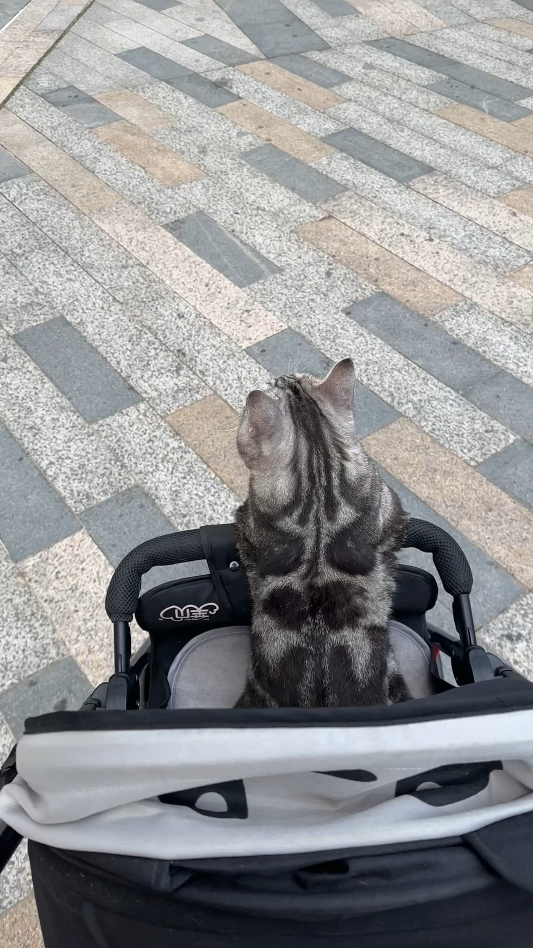 谁不喜欢会板鸭趴的小猫咪