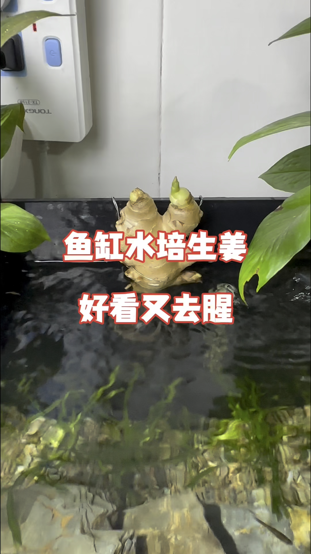 鱼缸水培生姜,好看又去腥#水族 #鱼缸里的大自然 #养鱼日记