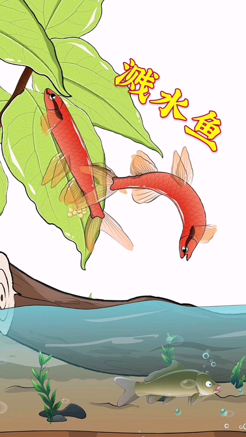 水下充满危机,溅水鱼选择将鱼卵产到树叶上!
