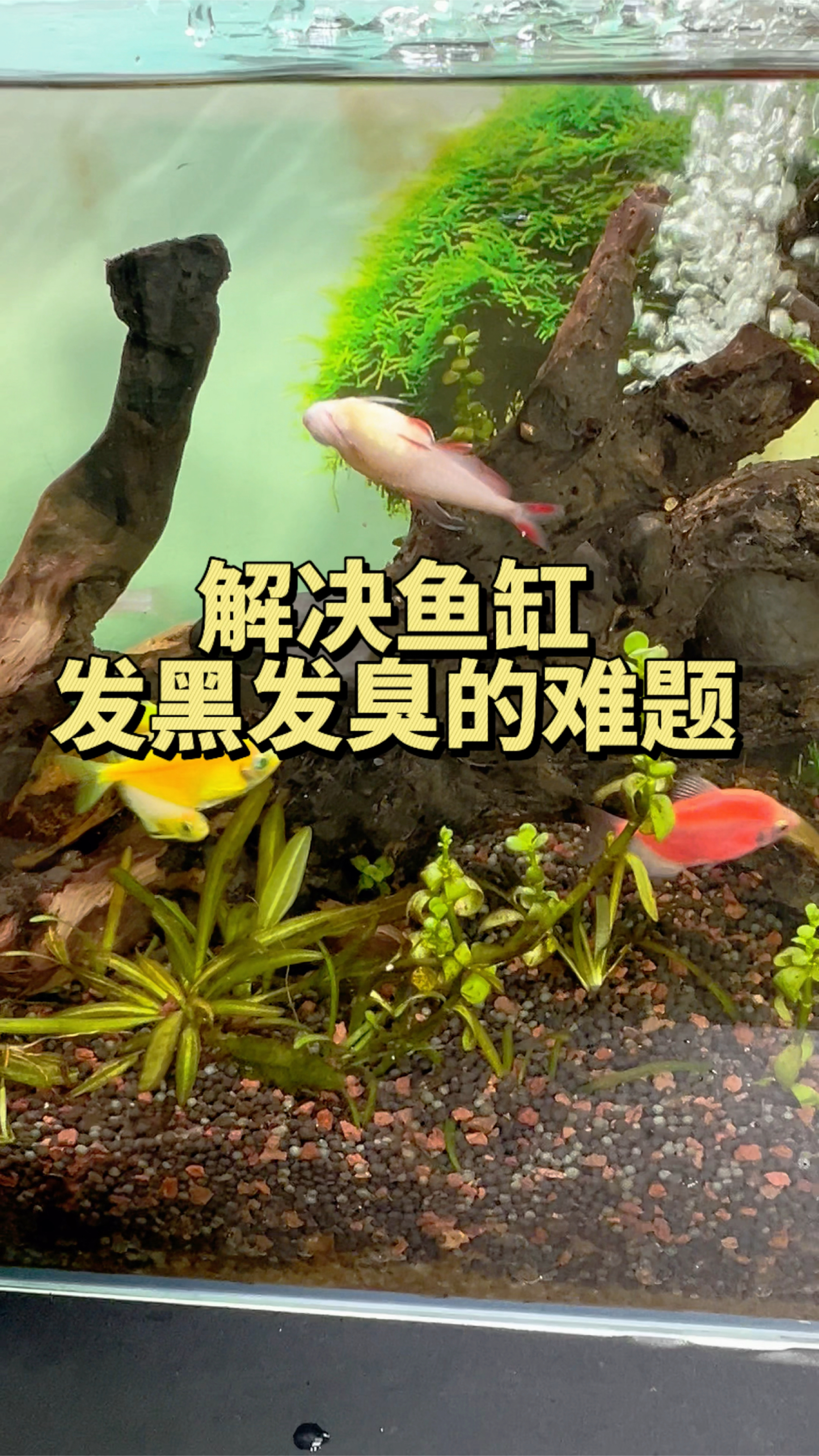 用它就能快速解决鱼缸发黑发臭的难题。#水族#泡腾片 #养鱼养心