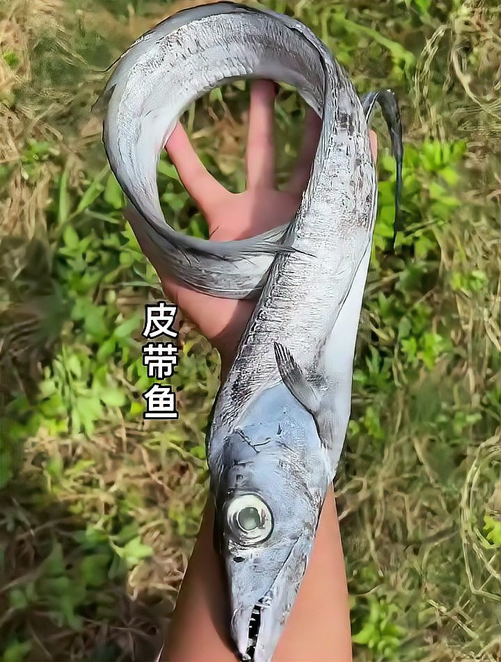 这个皮带鱼真香