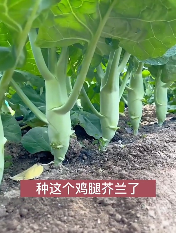 因为可以生吃而出名,鸡腿菜茎叶都是宝!