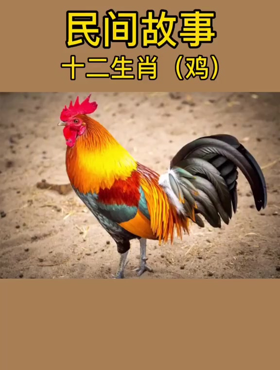 十二生肖鸡,属鸡的人都是很勤奋的