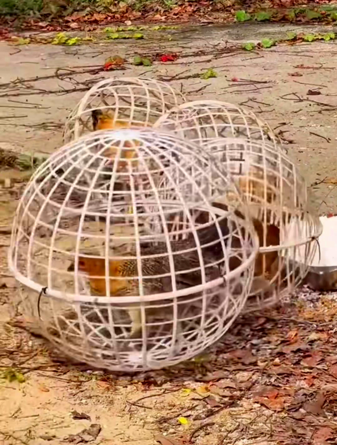 农村小伙突发奇想,研发出“走地鸡笼子”,走动觅食散养真方便