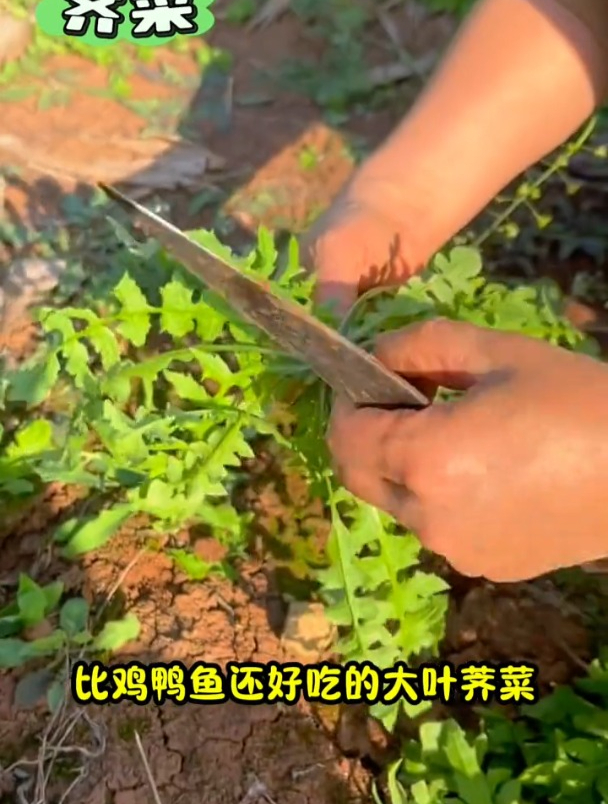 大叶荠菜正当鲜,种子撒下去成片,一年比一年长的旺盛!