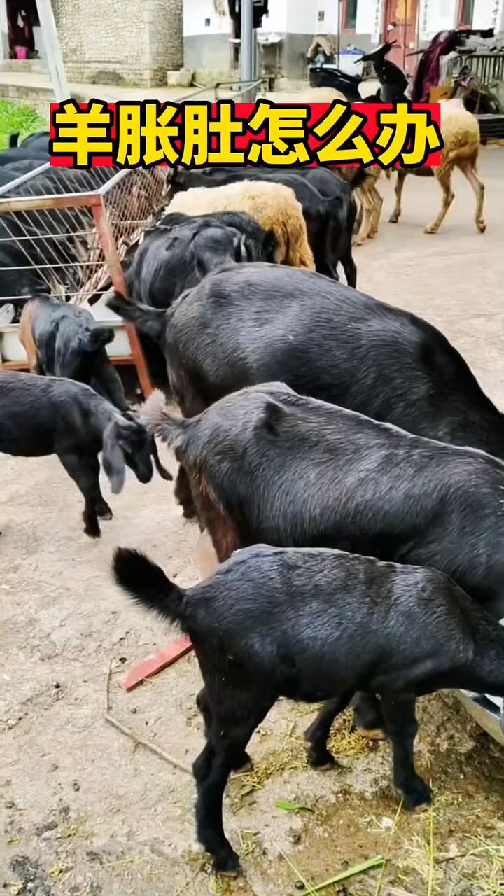 羊胀肚子怎么办?