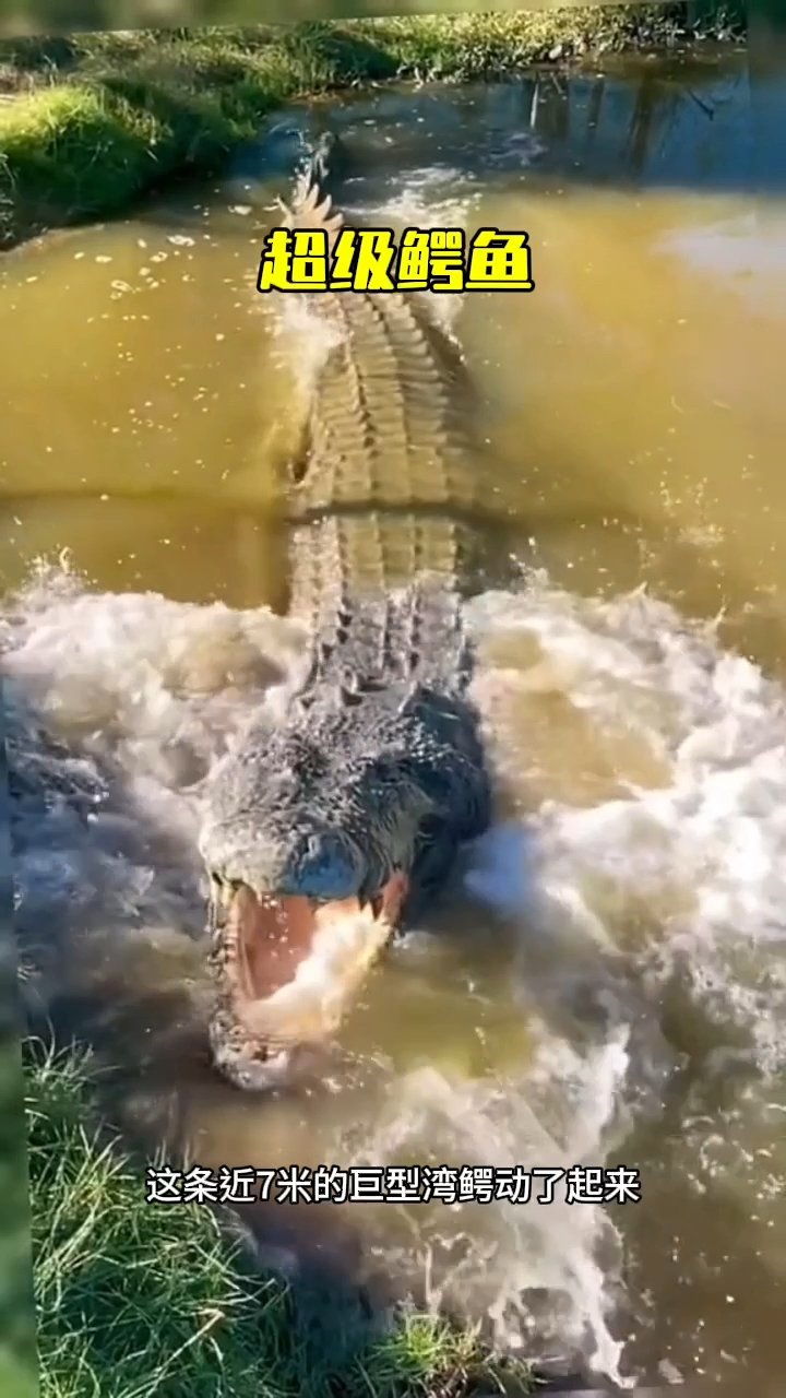 体型最大的鳄鱼湾鳄,体长接近七米