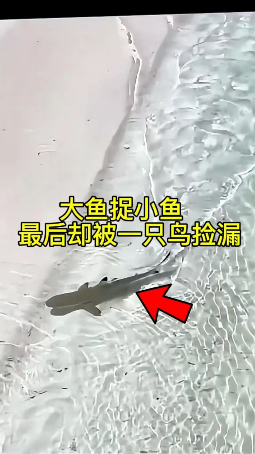 大鱼捉小鱼,没想到最后却被一只鸟给捡漏了!