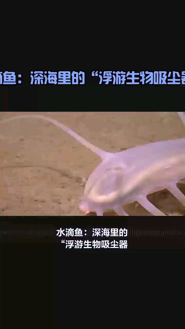 水滴鱼:深海里的“浮游生物吸尘器”