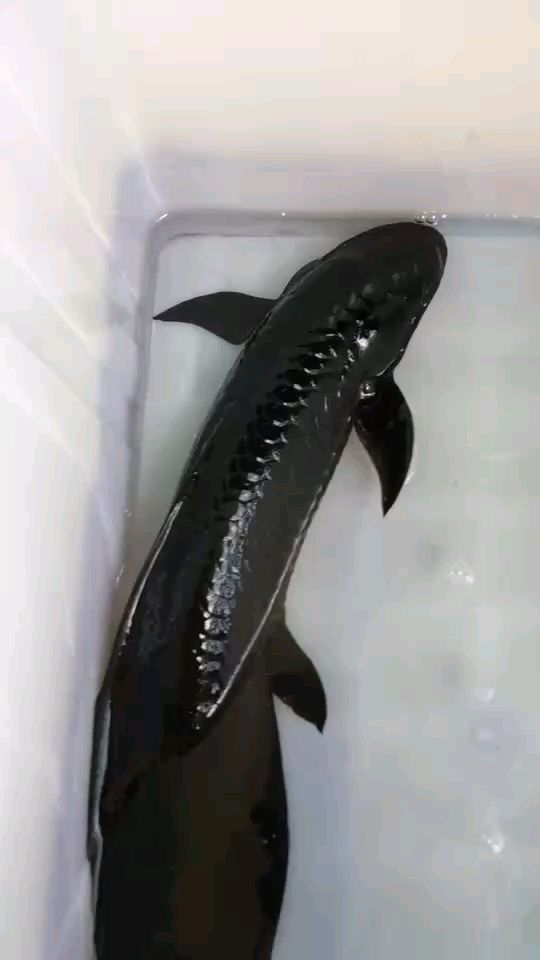 黑色龙鱼活体特别好