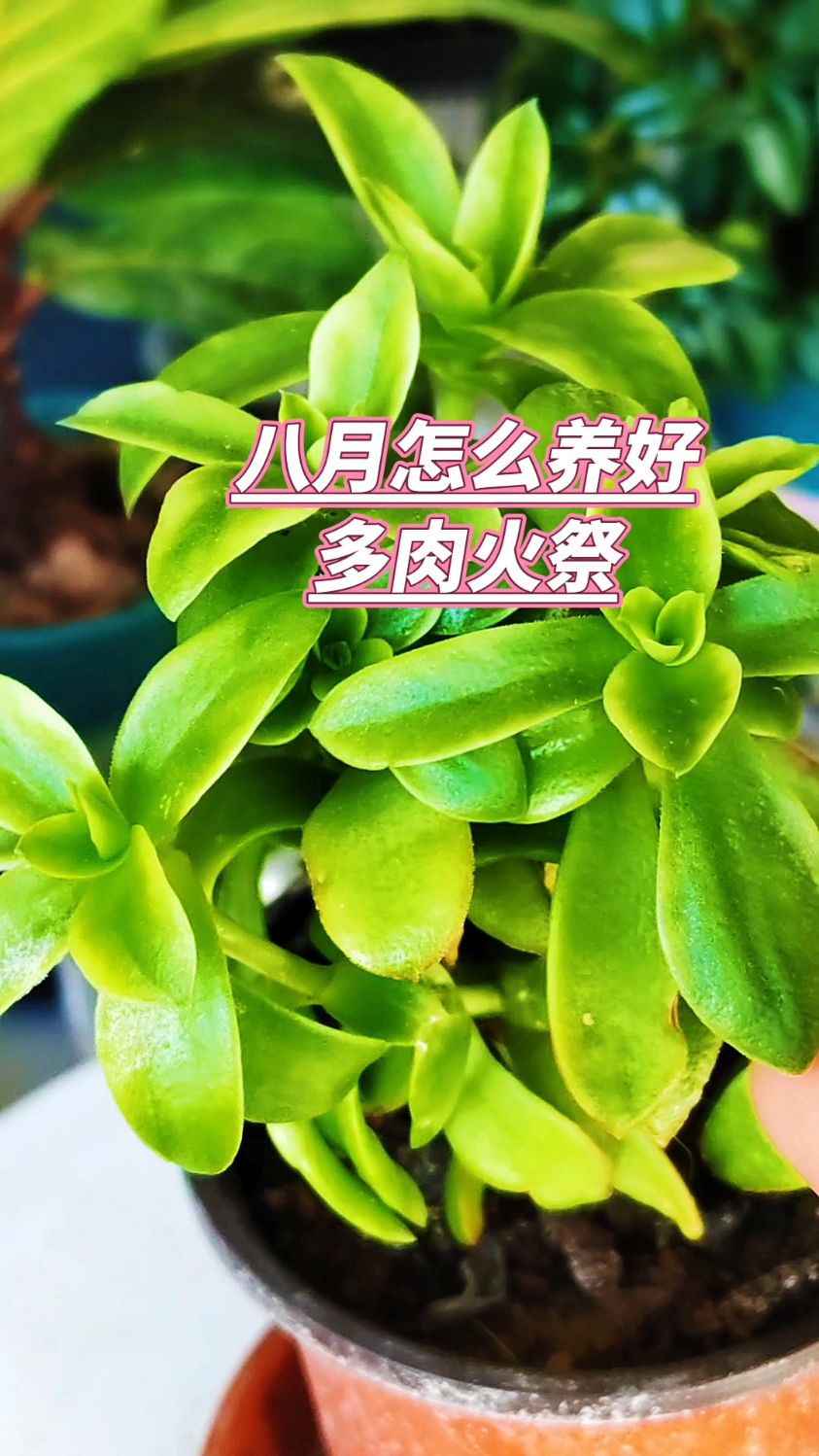 八月怎么养好多肉火祭?