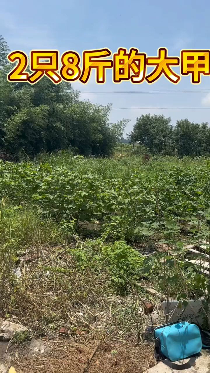 野生甲鱼本来就难搞,这么大的极品货,就更难搞了!
