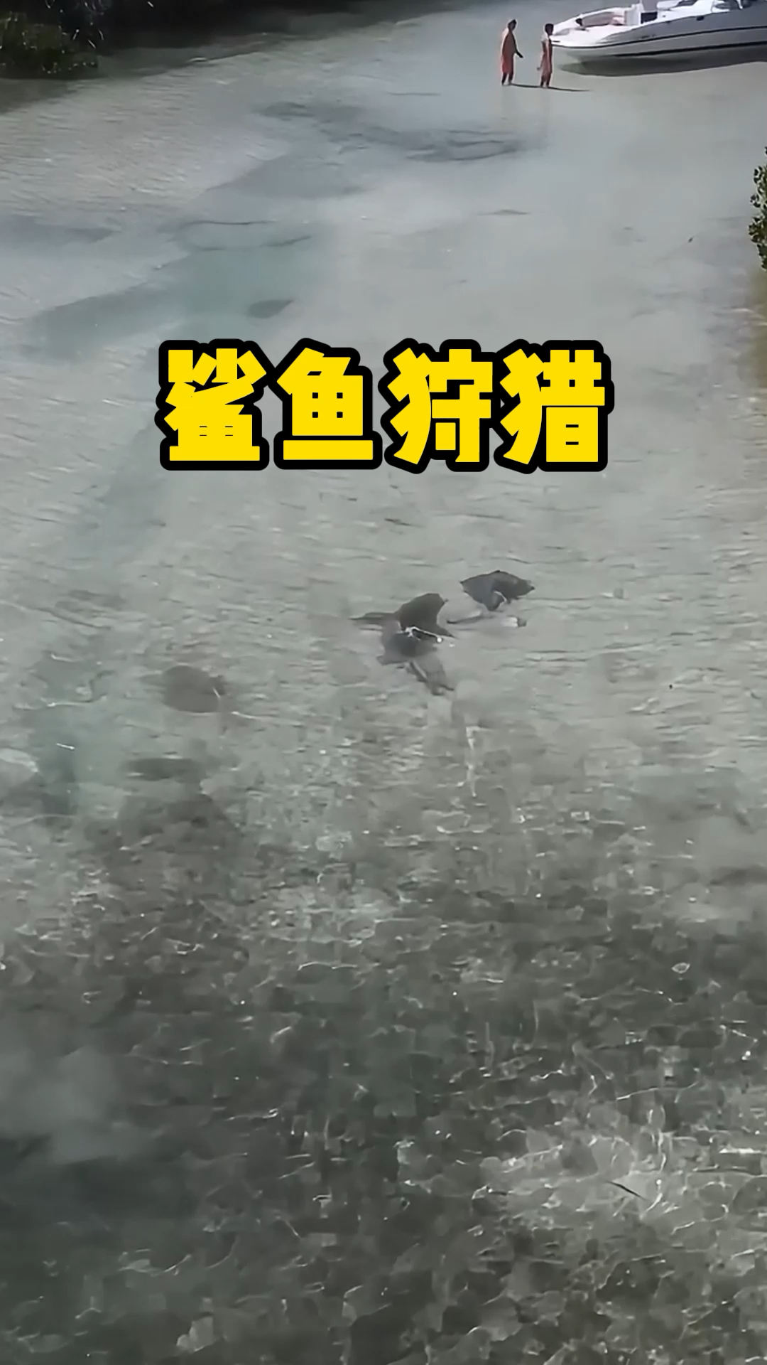 鲨鱼狩猎魔鬼鱼,然而却并没有那么容易,这是怎么回事?