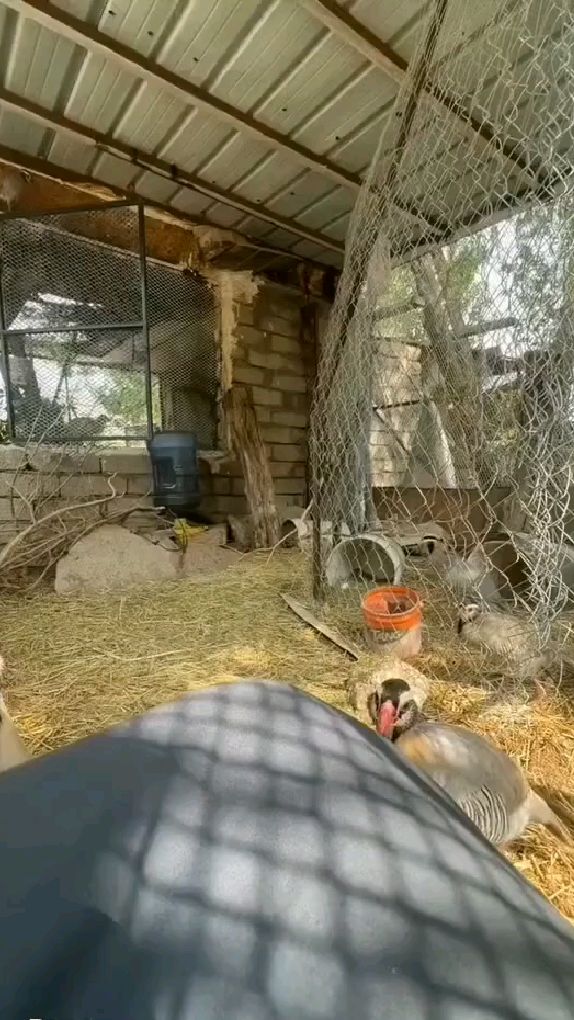 阿拉伯石鸡 鹧鸪。