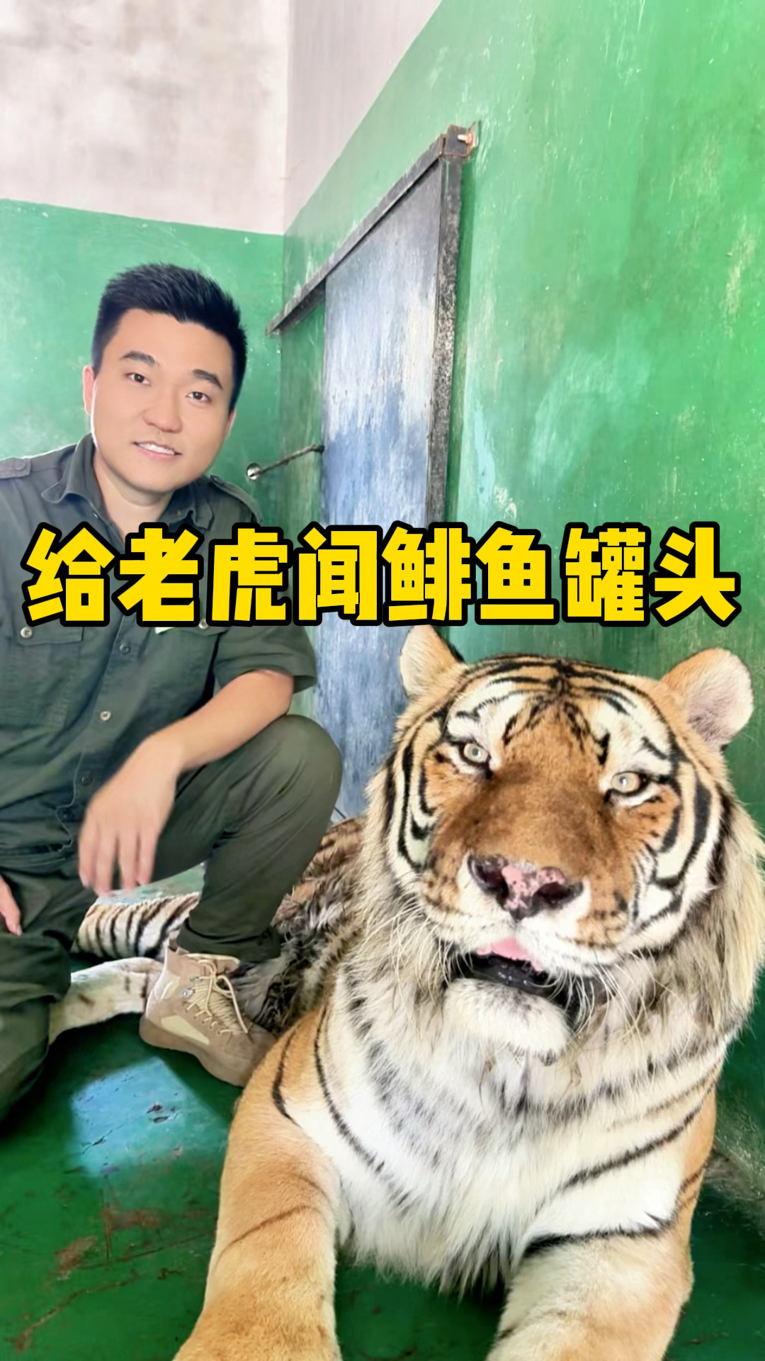 当老虎闻见超臭鲱鱼罐头!