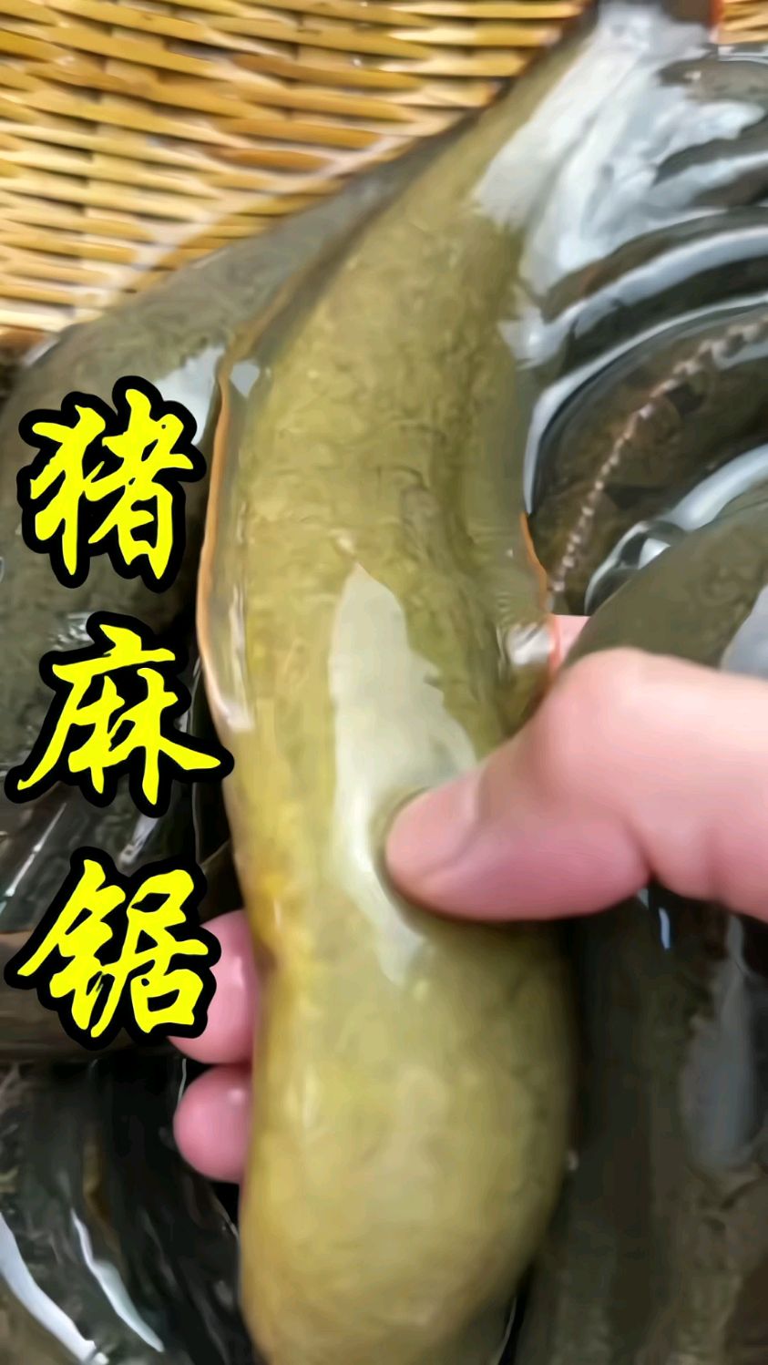 客家人管它叫猪麻锯,你们那里管它叫什么?