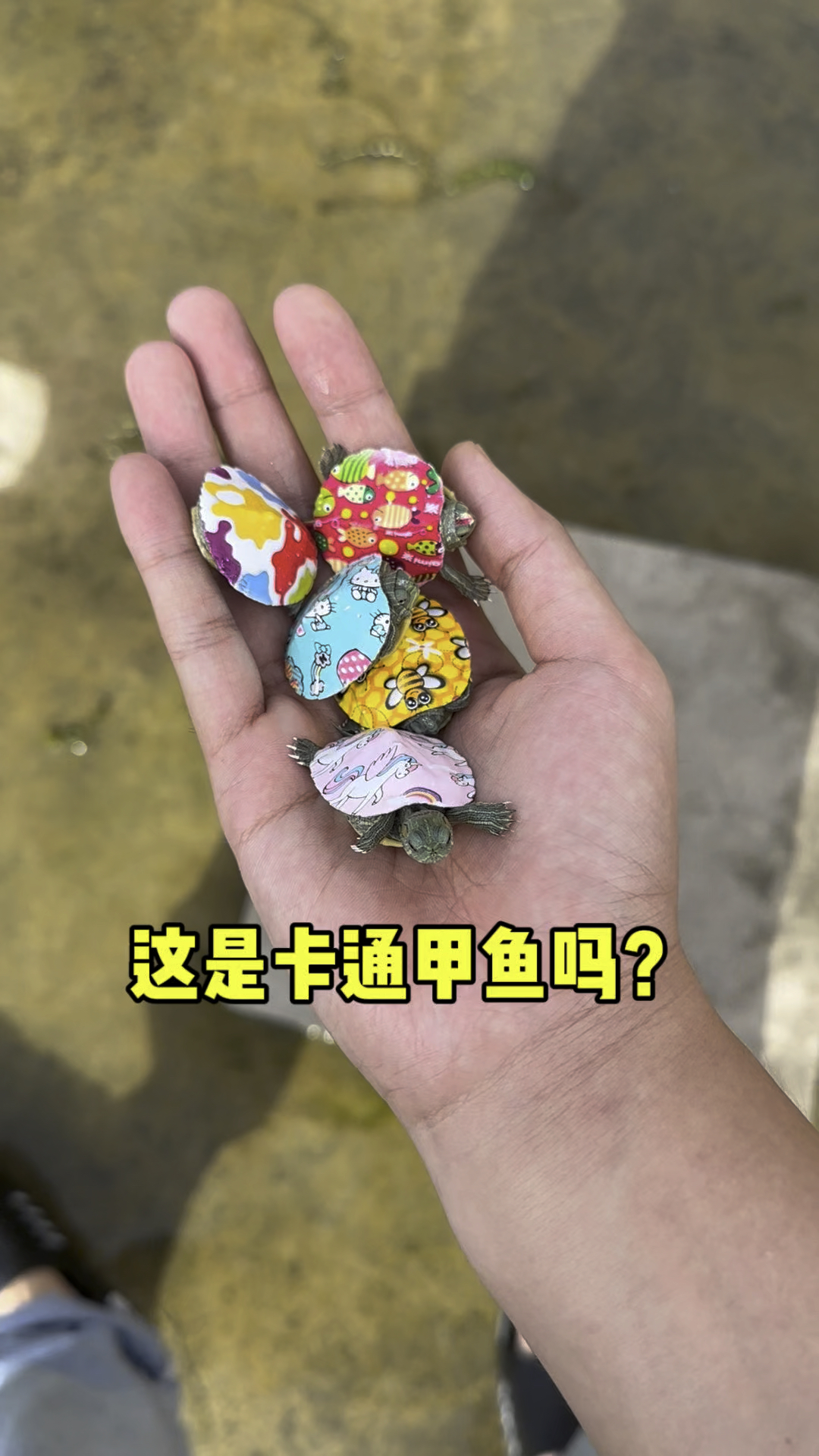 这些是不是卡通甲鱼呀
