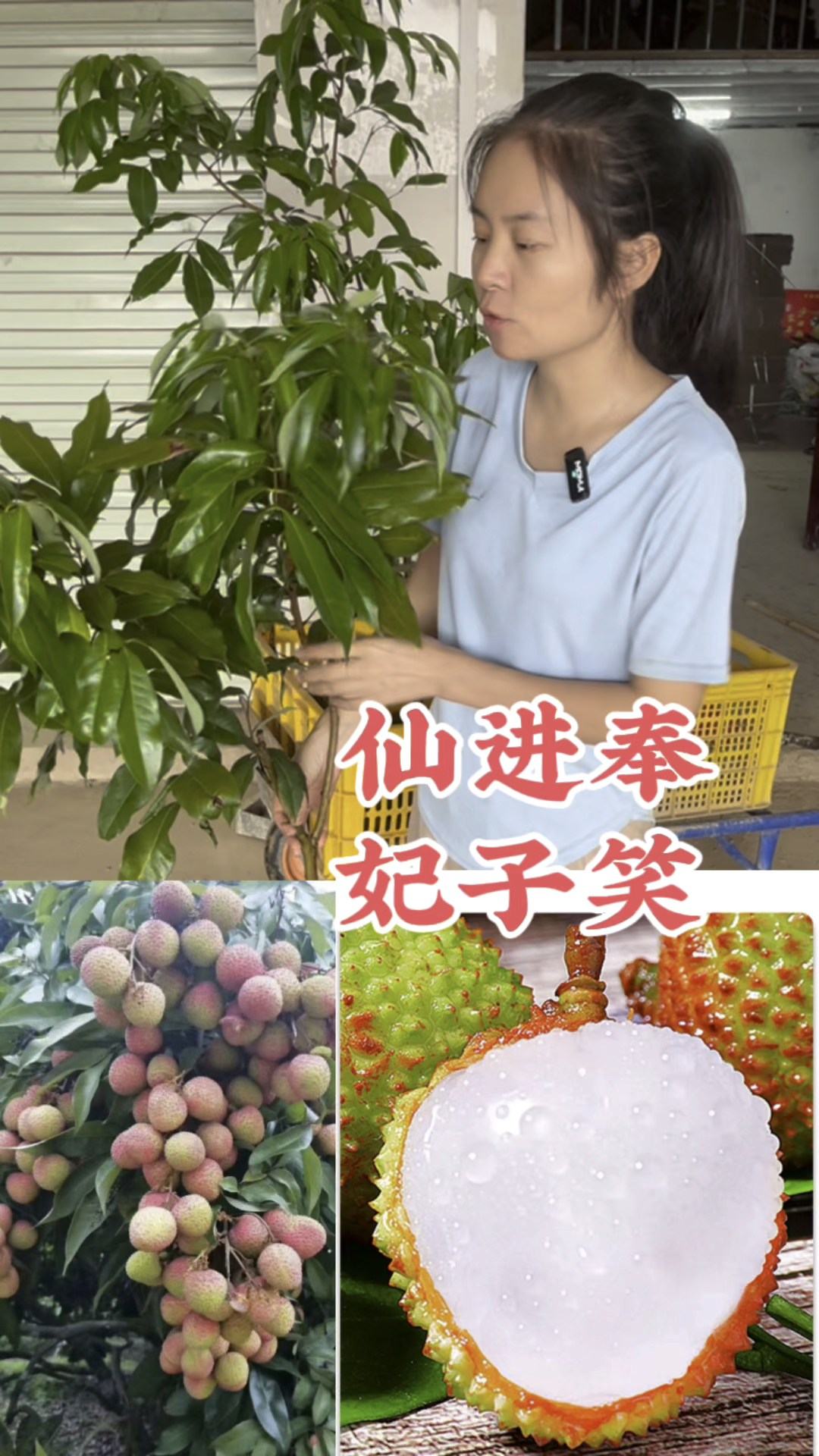 先进奉、妃子笑荔枝几十元一斤,柚子妹的品种种一棵全家都吃不完