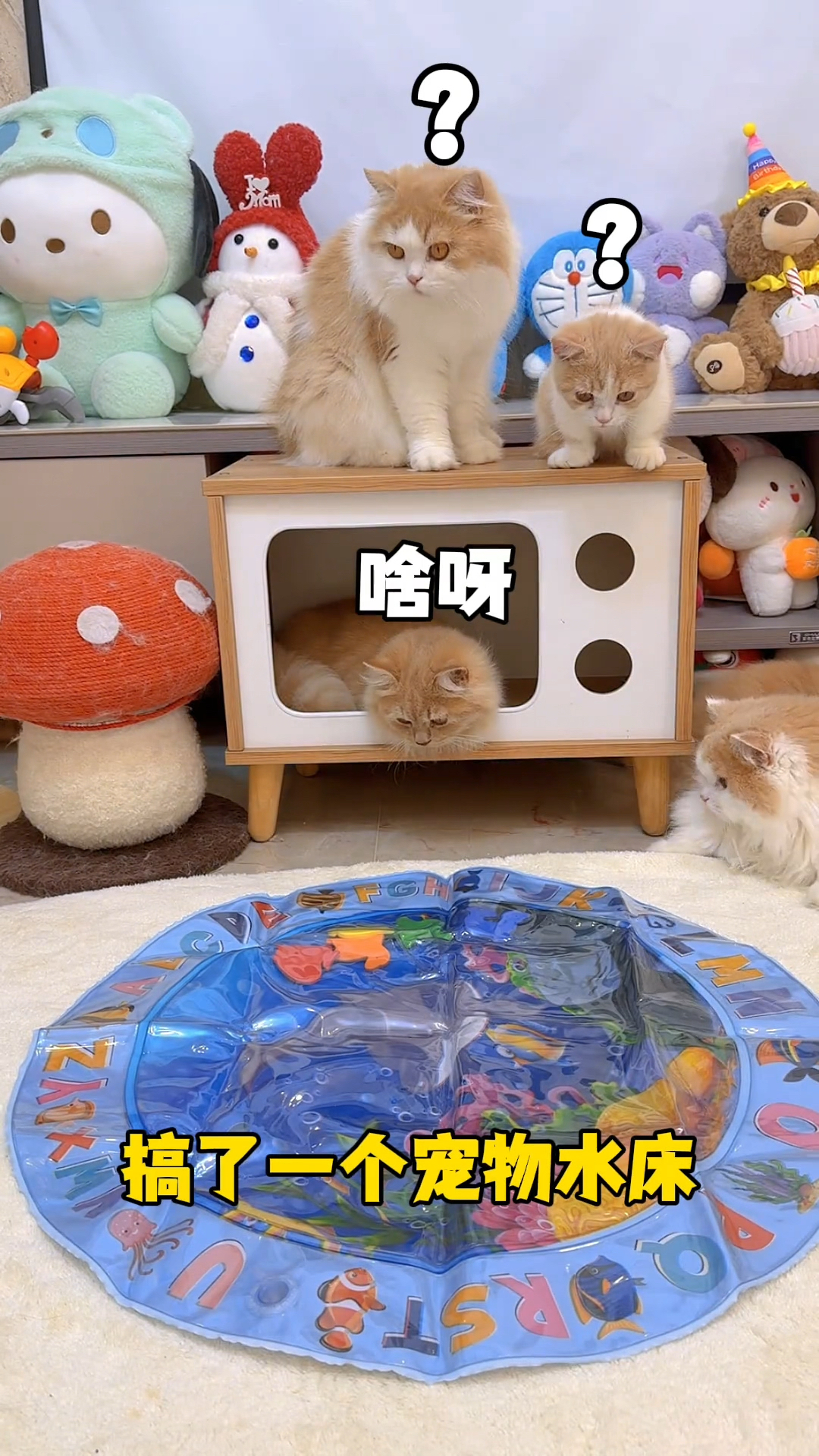 猫咪是天生就喜欢鱼
