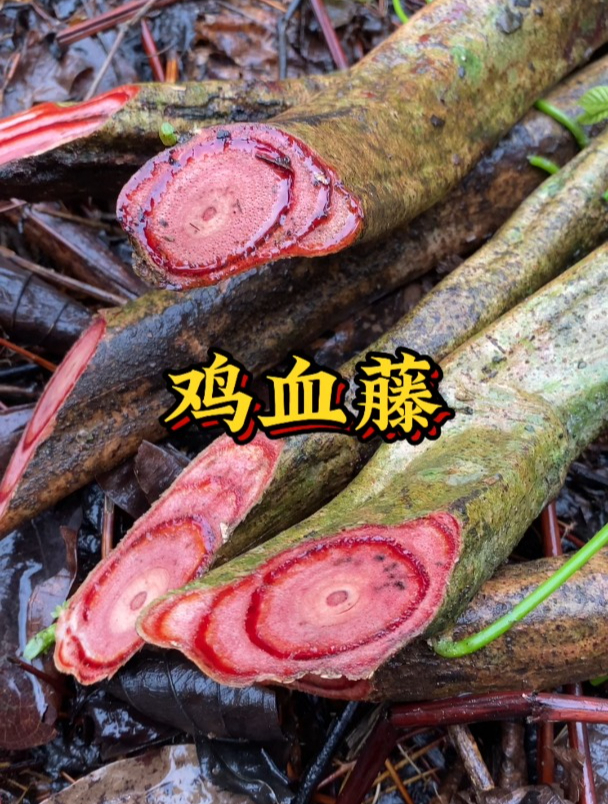 广西深山采挖的鸡血藤,欢迎大家品尝