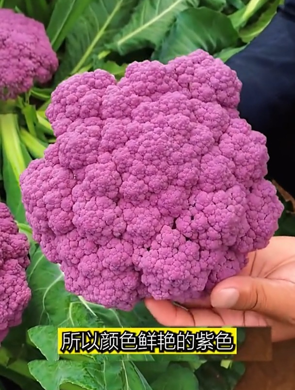 营养价值高,紫花菜好吃好看,当下正是栽培季!