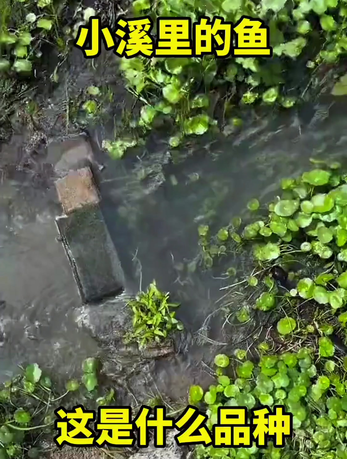 小溪里的鱼,这是什么品种
