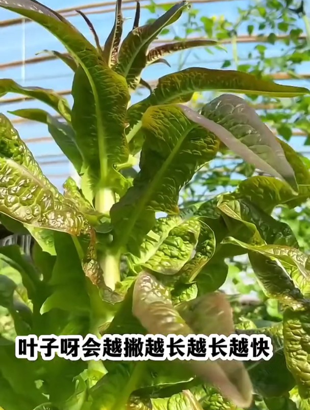 好种不生虫,越摘长得越旺,紫油麦菜营养价值高!