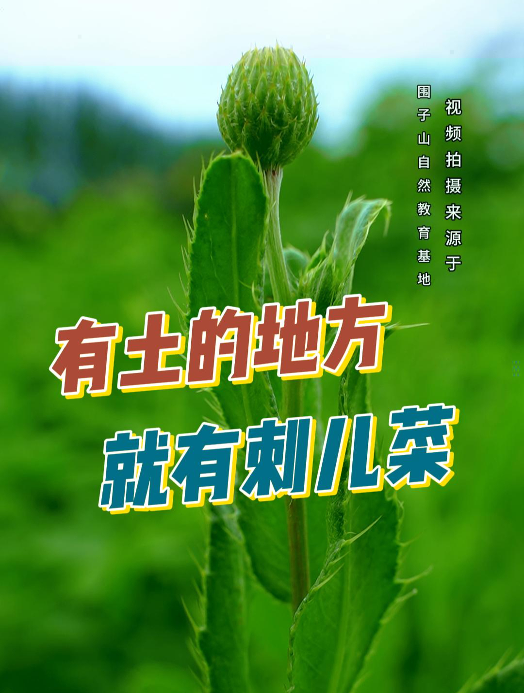小蓟又叫七七菜,花朵泡水很哇塞