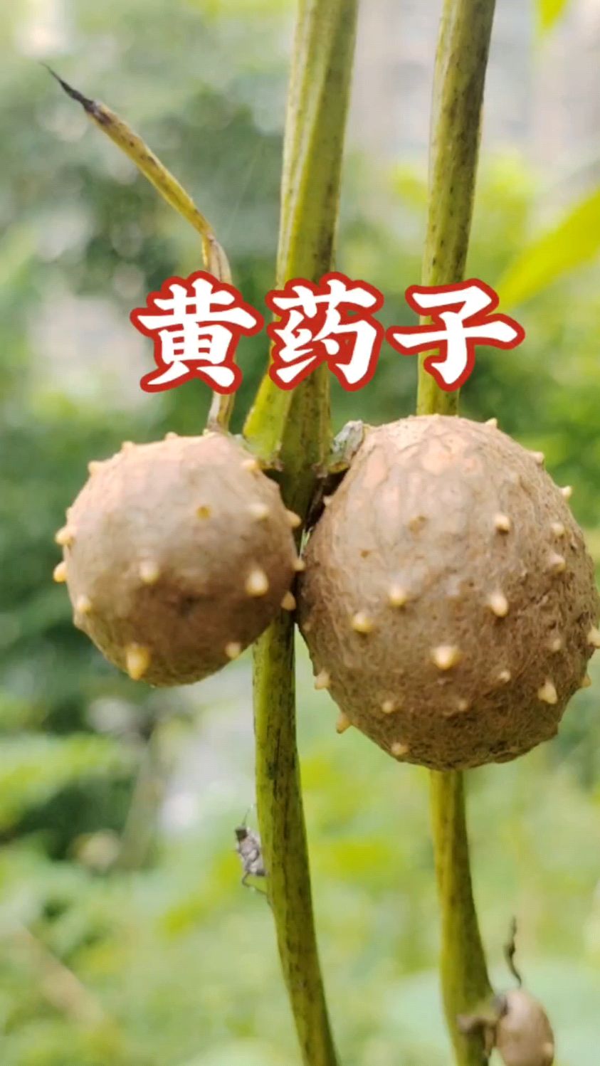 黄药子别名黄独。
