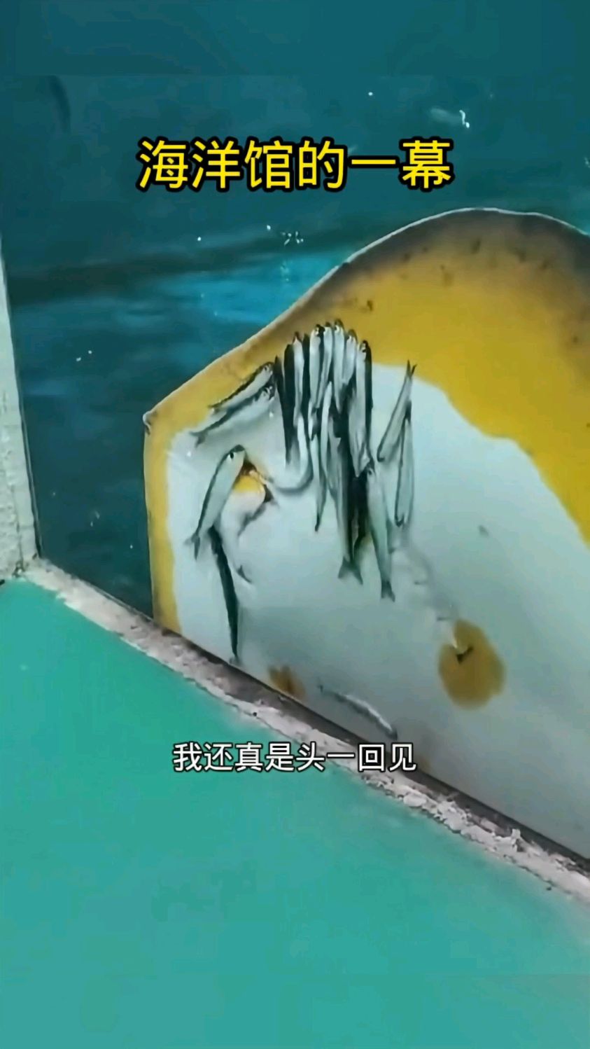 海洋馆的一幕,还是头回见这样的鱼