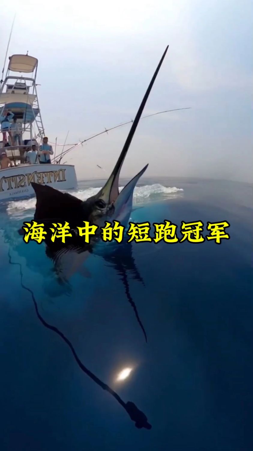 你知道 海洋中的短距游泳冠军是谁吗#旗鱼 #游泳冠军 #科普