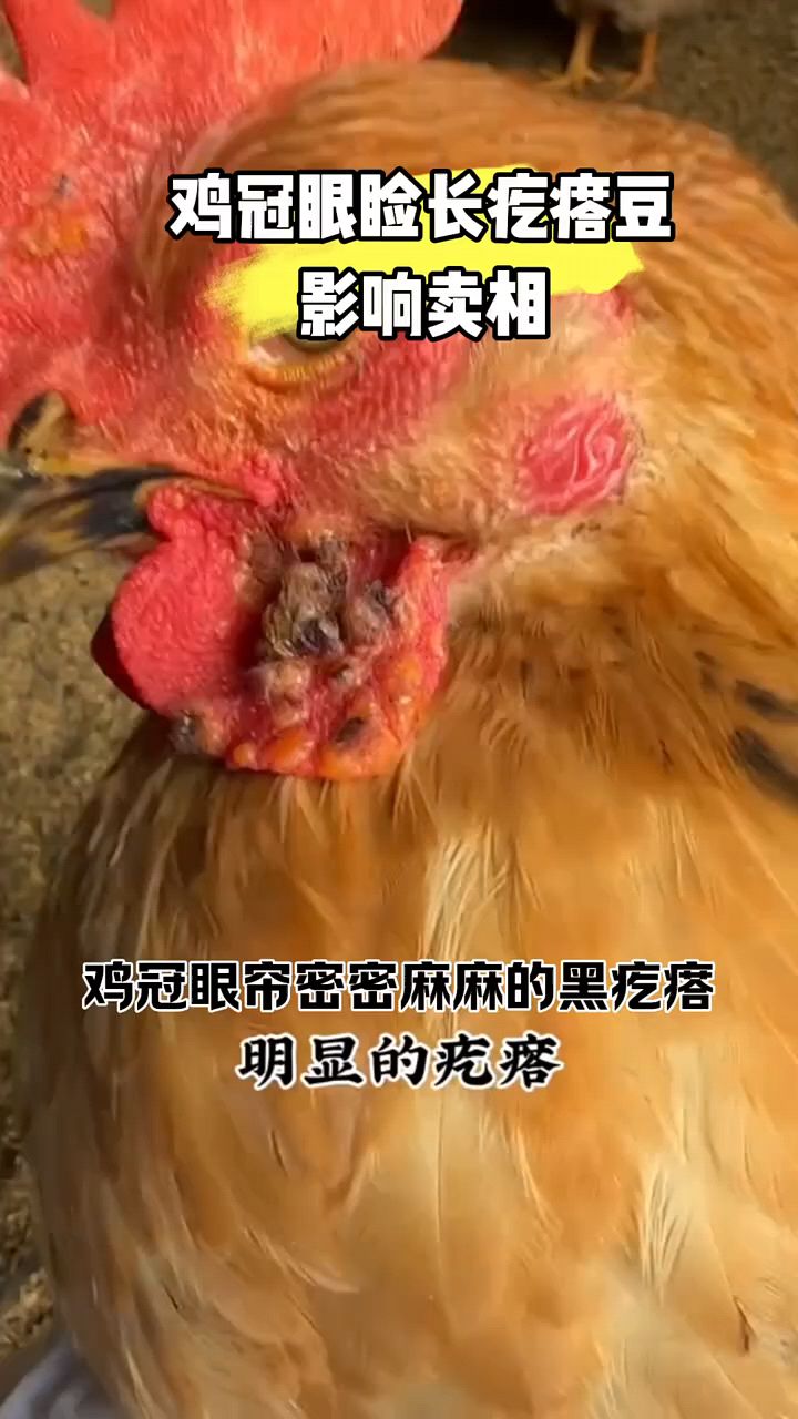 鸡冠上都是痘痘啊