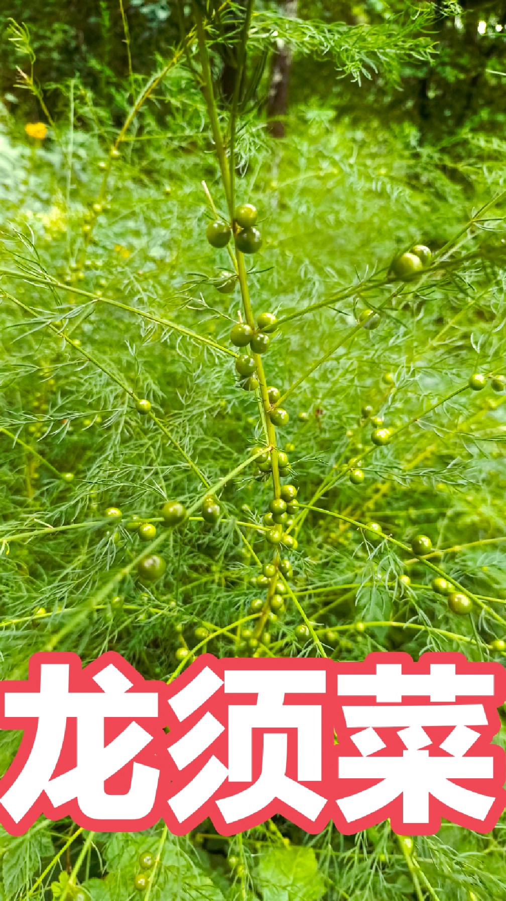 雉隐天冬,嫩芽龙须菜,石刁柏,嫩芽芦笋,野菜之王