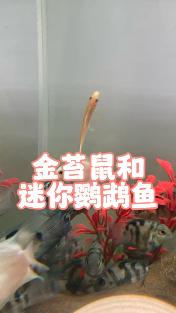 金苔鼠和迷你鹦鹉鱼。#养鱼 #水族